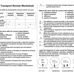 Pasando por el centro 3a-1 answer key