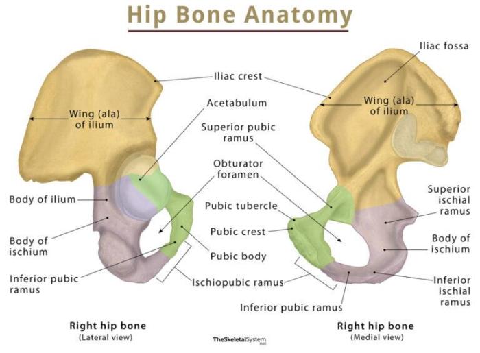 Right coxal bone lateral view