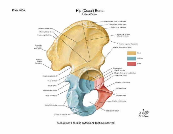 Coxal lateral hip bone anatomy netter flash 2720 scrapbooking pss collage arts frank frame paper card