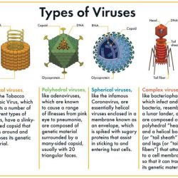 Viruses exhibit all the following except