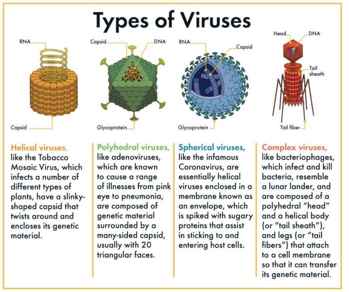 Viruses exhibit all the following except