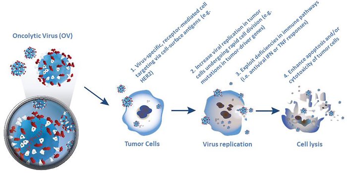 Viruses lecture