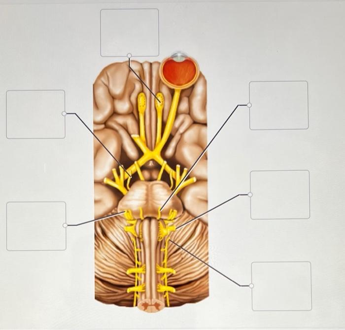 Nerve solved affected proper transcribed problem