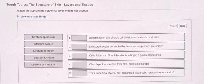 Live keratinocytes connected by desmosomes produce pre keratin