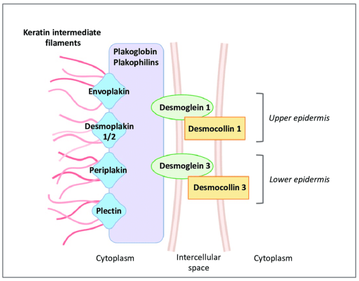 Live keratinocytes connected by desmosomes produce pre keratin